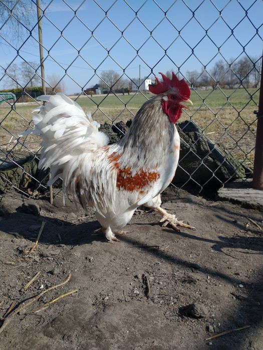 Młode Koguty ozdobne