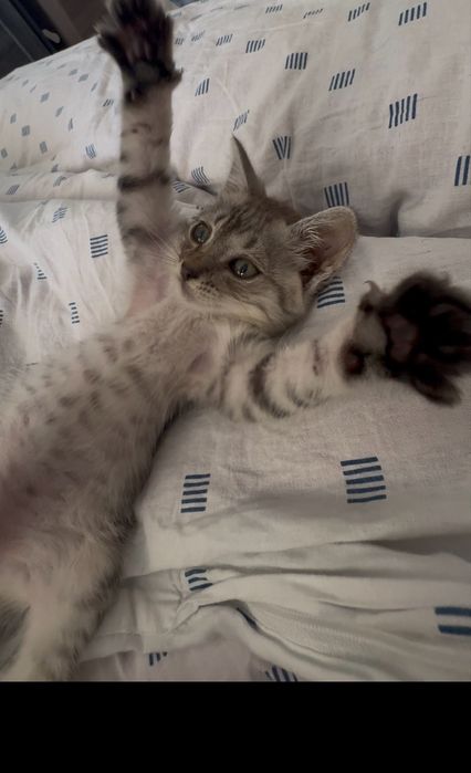 Котик в добрі руки