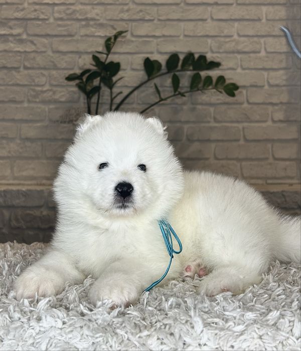 Самоїдський хлопчик SNOW MIRACLE з перевіреною генетикою батьків