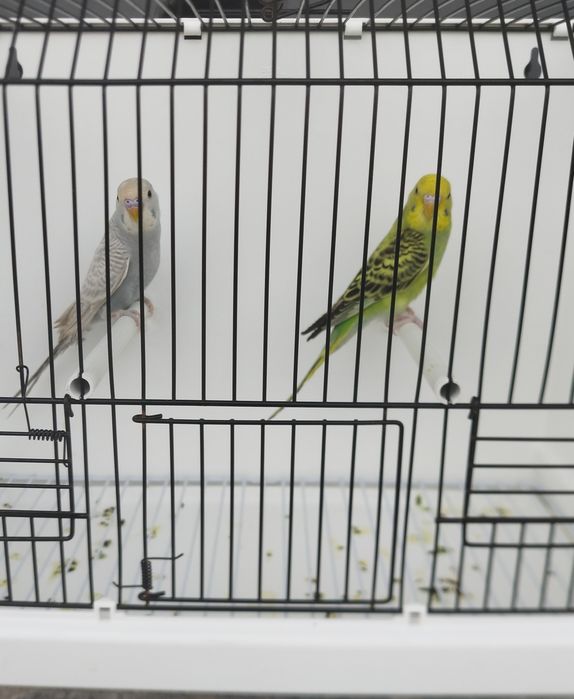 Casal Periquitos Australianos