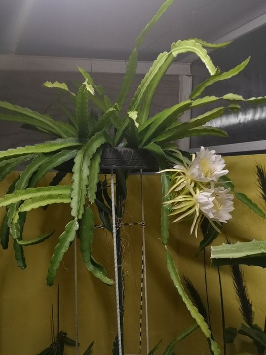 Pitayas amarela, vermelha, rosa, híbrida, branca