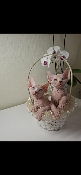 Котята канадского сфинкса