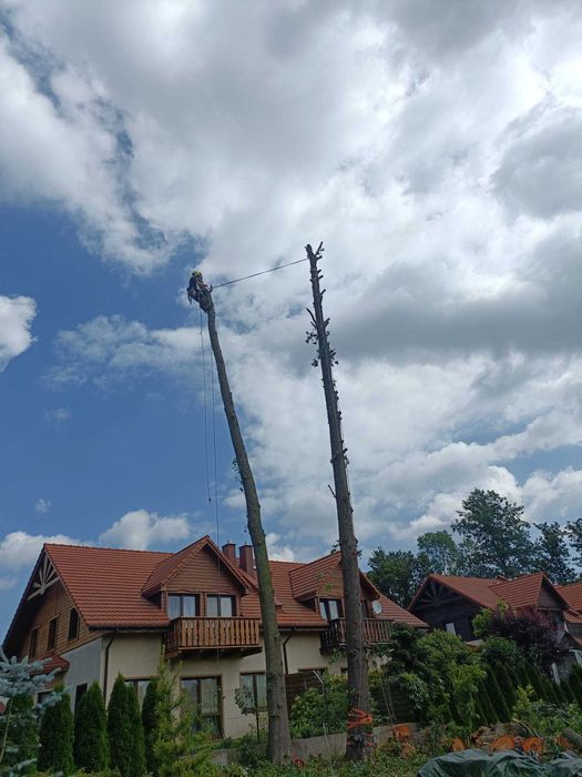 Wycinka drzew i pielęgnacja
