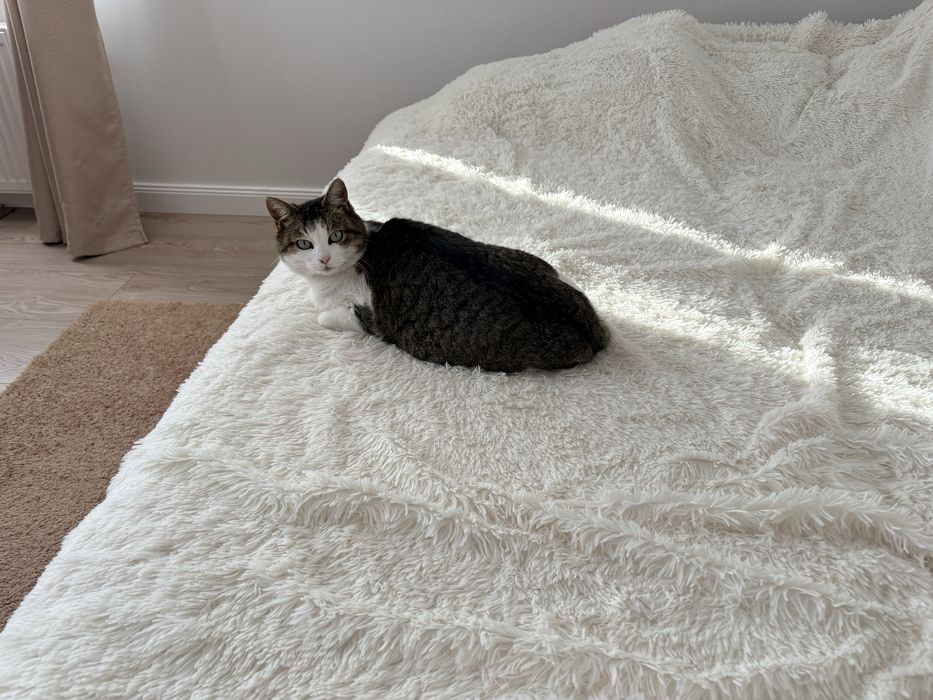 Кошечка беслатно