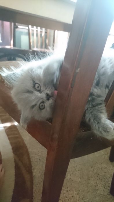 Кот на вязку прямоушка