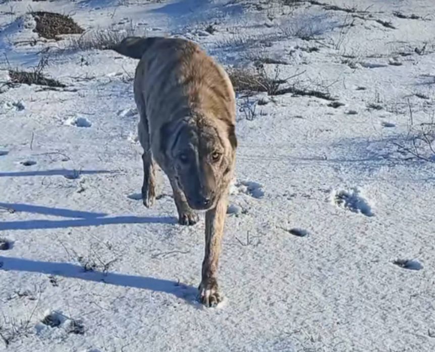 Отдам собак даром