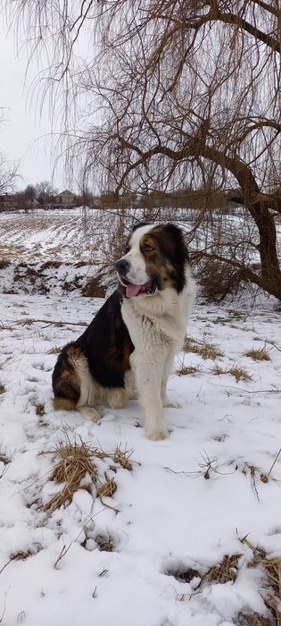 Жених ищет невесту