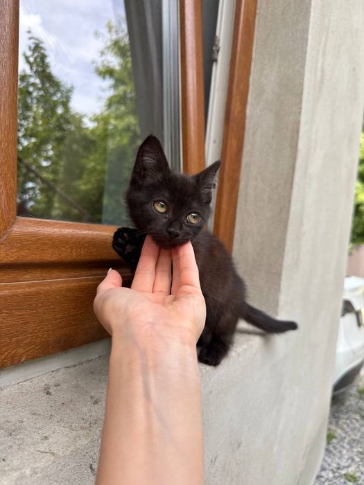 Кошенята у добрі руки