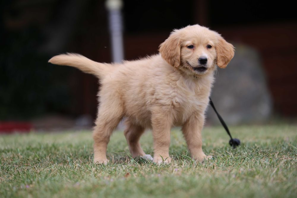 Golden Retriever szczeniak suczka