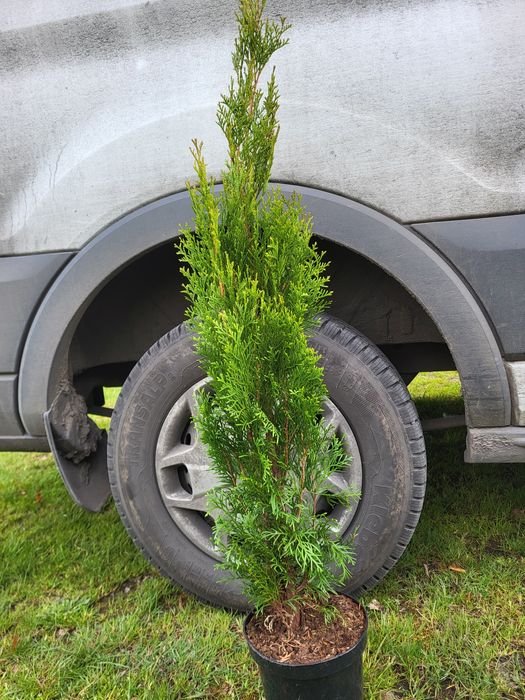 Tuja szmaragd, tuje szmarag 70-80cm