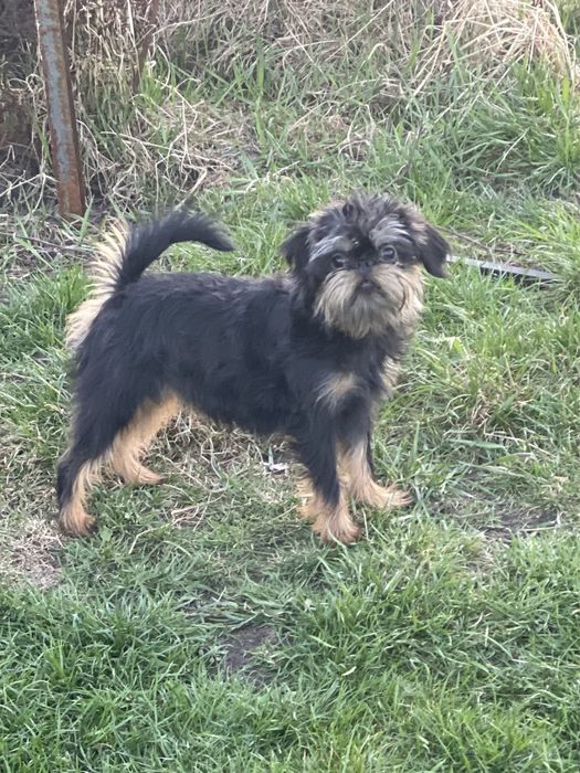 Бельгійський гриффон