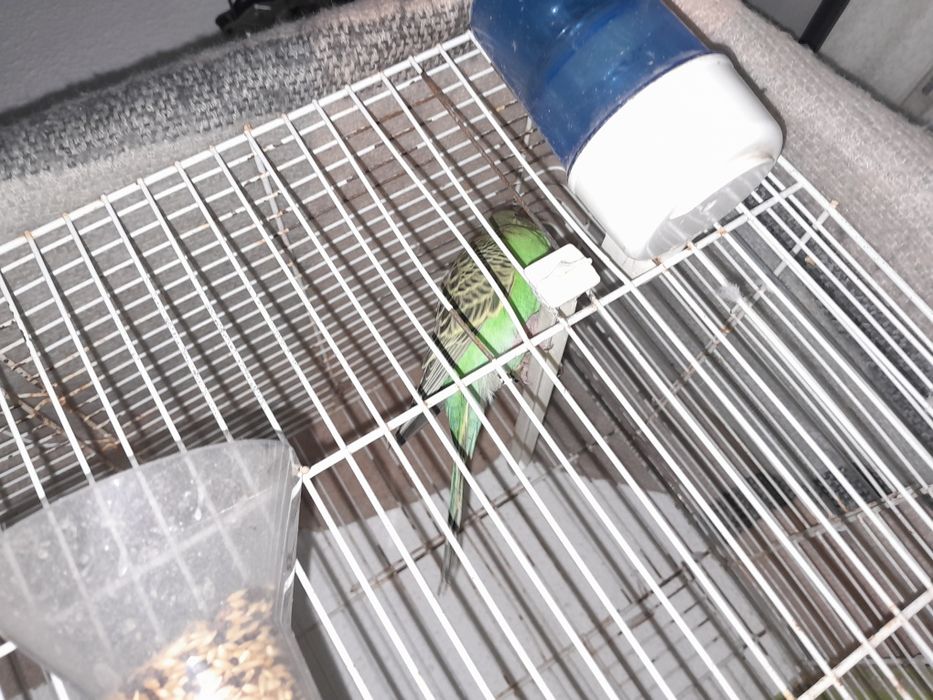 Piriquito  australiano para trocar por canario