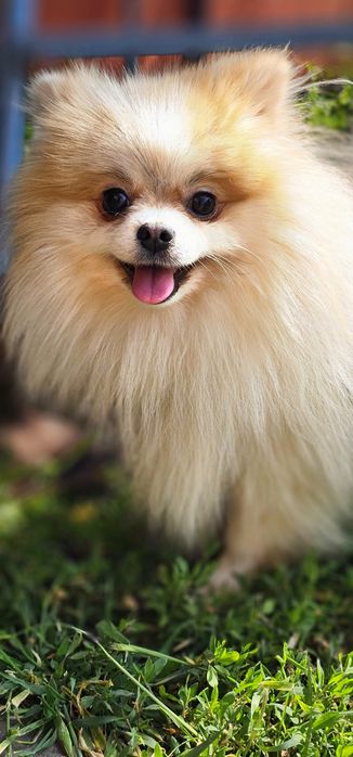 Вязка Померанский шпиц ждет девочку