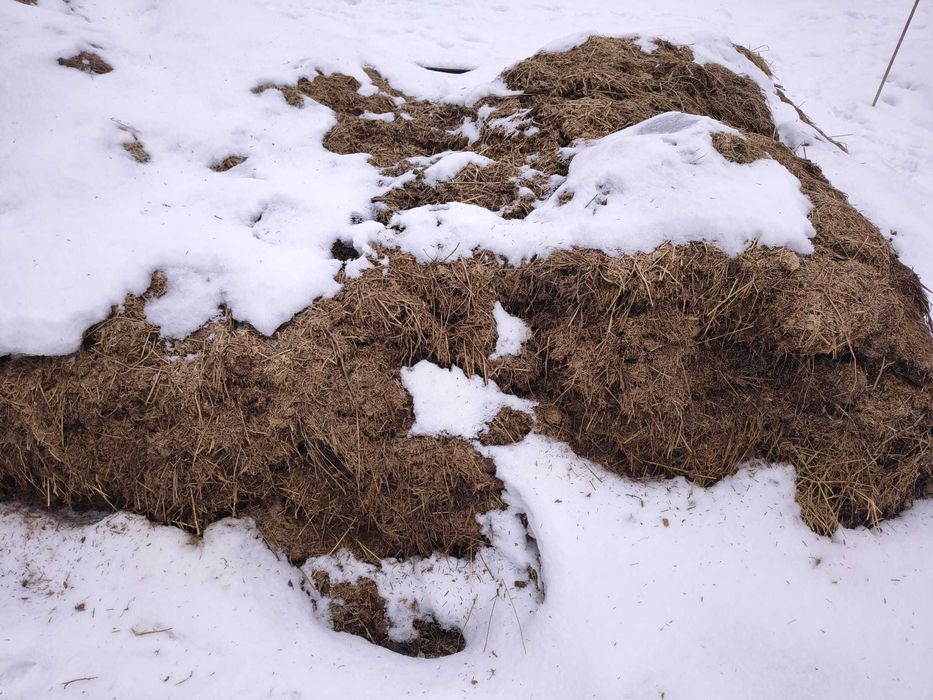 Obornik konski/ drobna sciółka