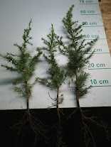 Cedr libani / himalajski 30 cm 60 cm
