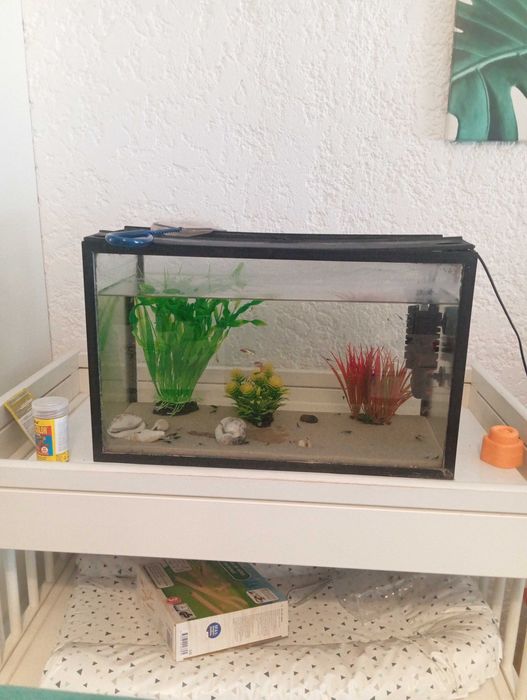 Aquário com camarão e peixe