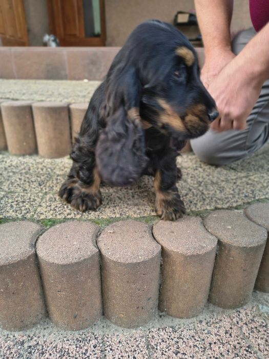 cocker spaniel angielski suczka