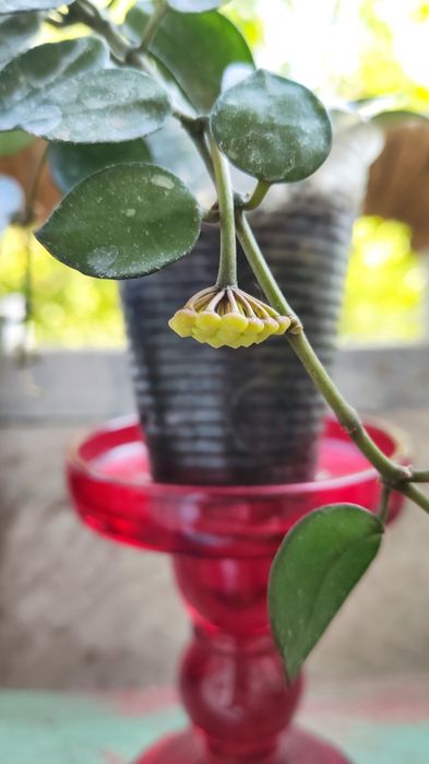 Hoya lacunosa ескімо з 2 квітконосами