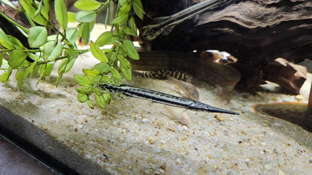 Lepisosteus oculatus 10-12cm