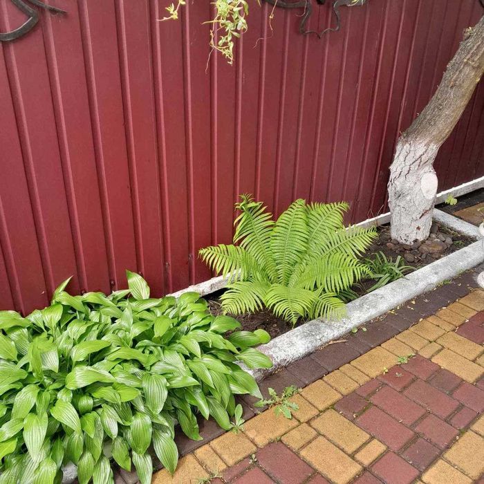 Папороть декоративна садова