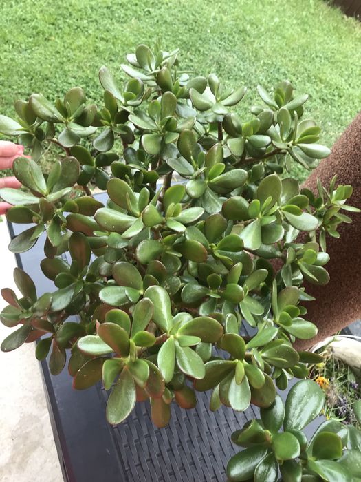 Grubosz drzewko szczęścia