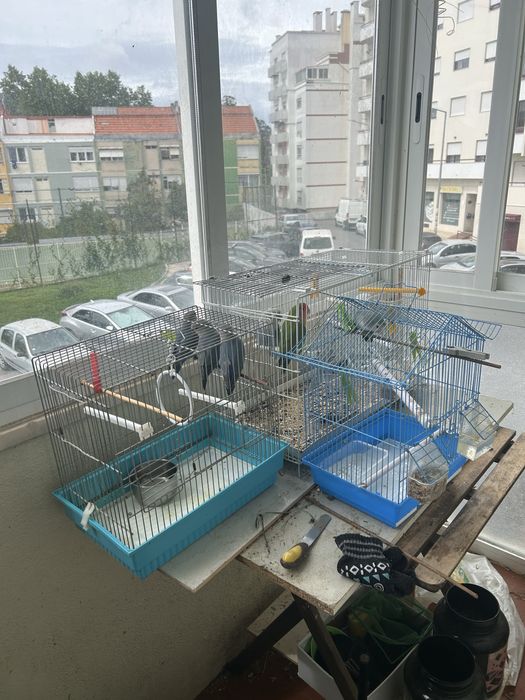 6 agapones e 3 gaiolas com 2 ninhos
