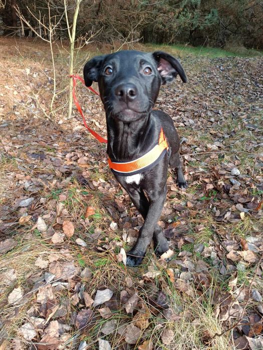 Uratowany G O N Z nadal bez SWOKEGO człowieka!