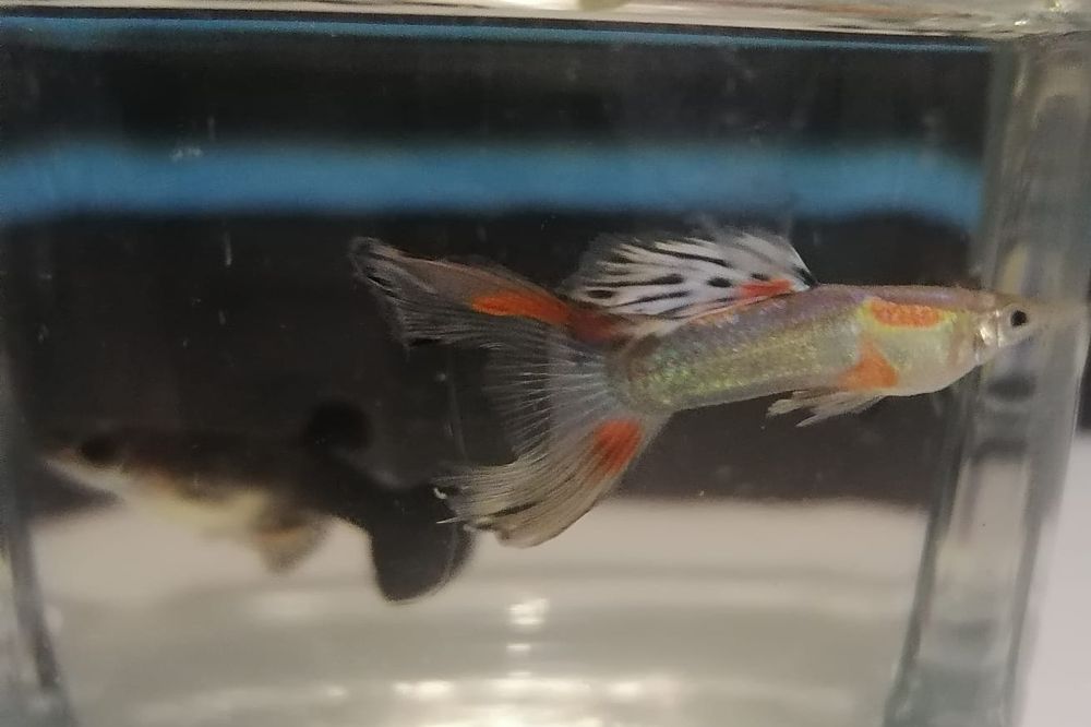 Gupik mix samiec i 2 samice