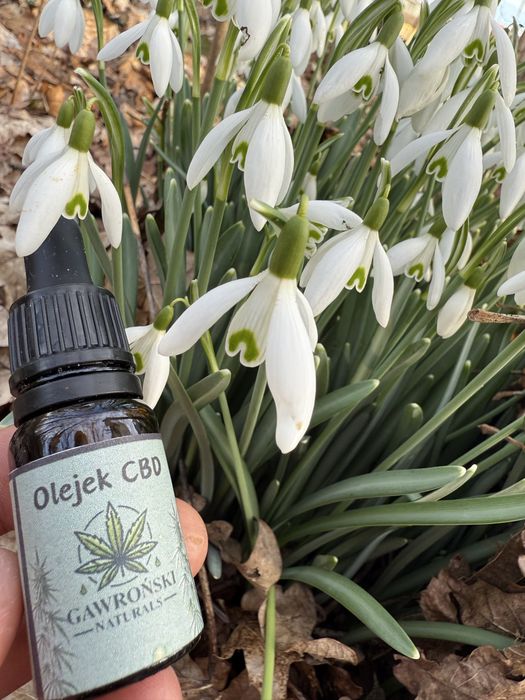 Olejek CBD 20% 10 ml – Gawroński Naturals