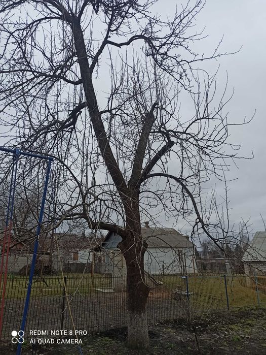 Продам грушу для столярных работ