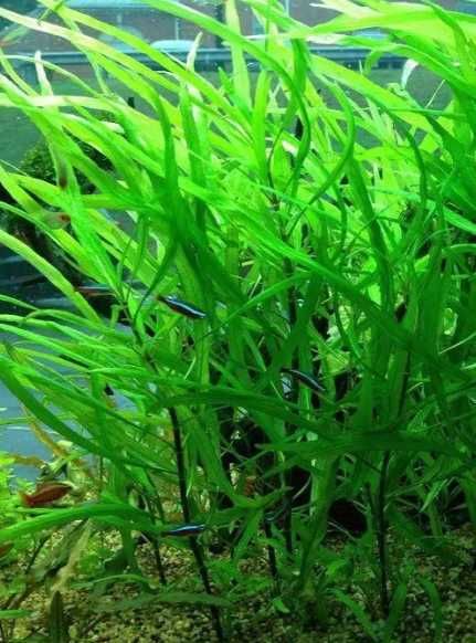 Рыбки ГУППИ ,  Растения