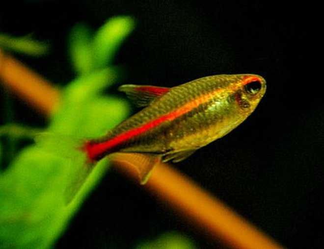 Zwinnik jarzeniec - Hemigrammus erythrozonus - wysyłka, dowóz