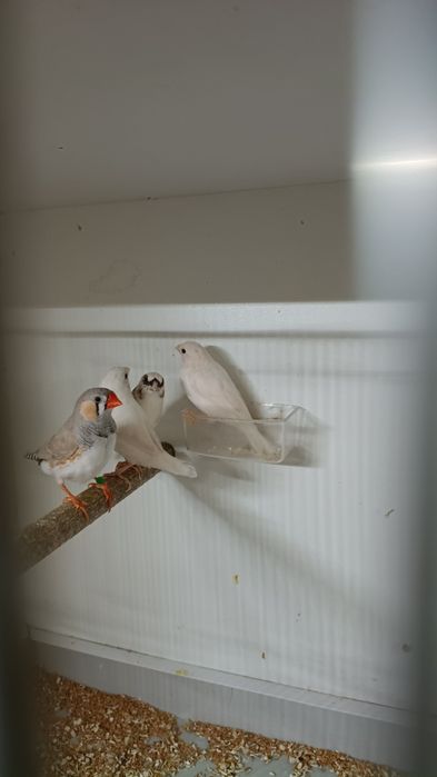 Sprzedam mewki japonskie