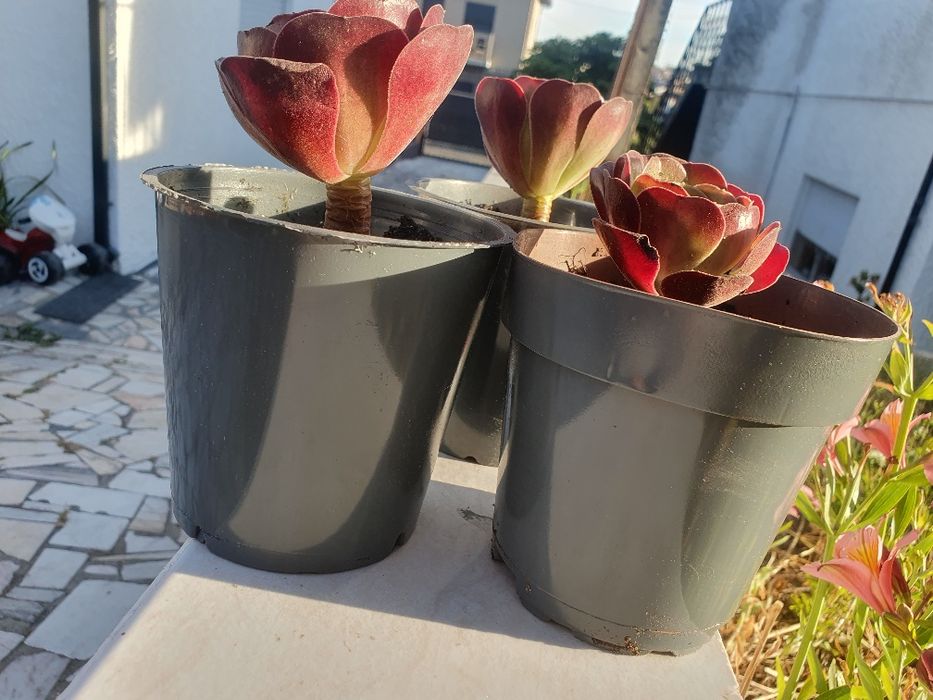 Planta natural com vaso a 1 euro cada
