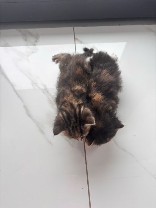 Кошенята безкоштовно