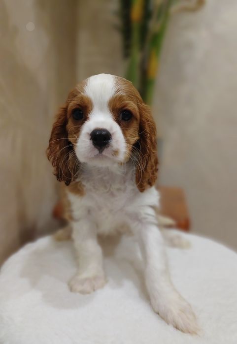 Cavalier King Charles Spaniel