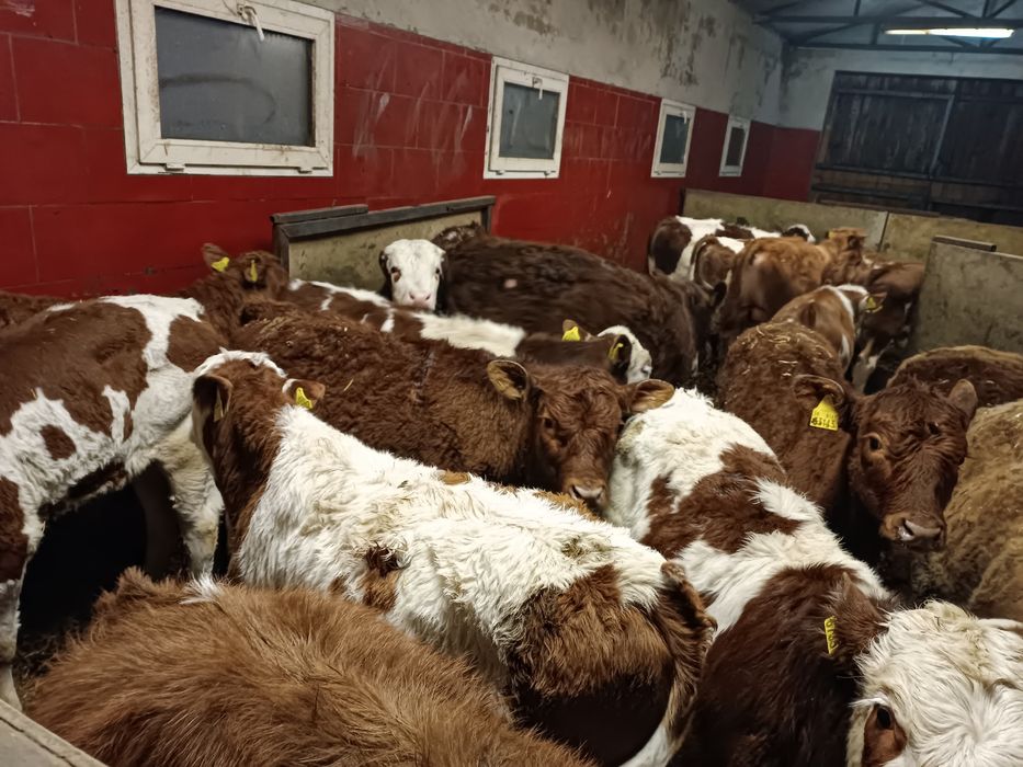 Byki odsadki, samodzielne