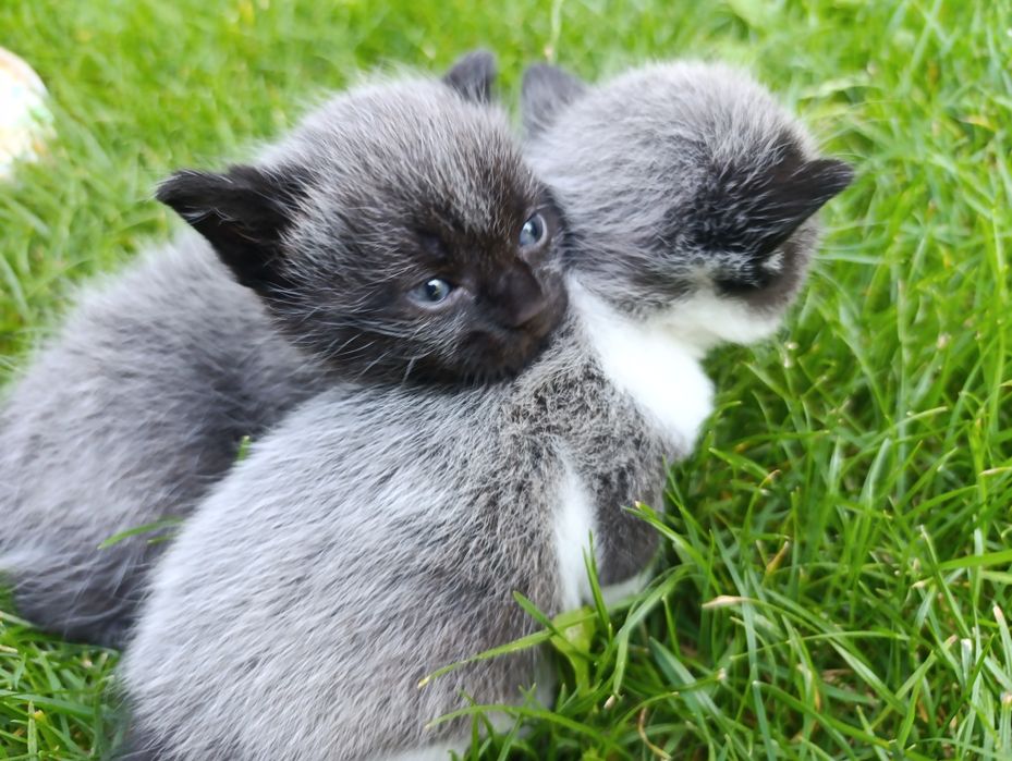 Котики за символічну ціну