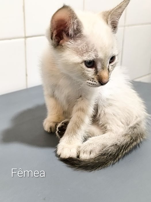Gatinhos para adoção responsável