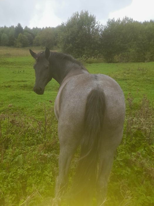 Продаж коней та лошат