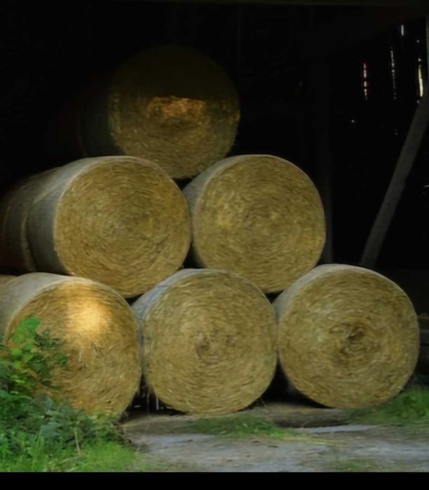 Słoma sucha belkach 130 po pasówce  z trasportem