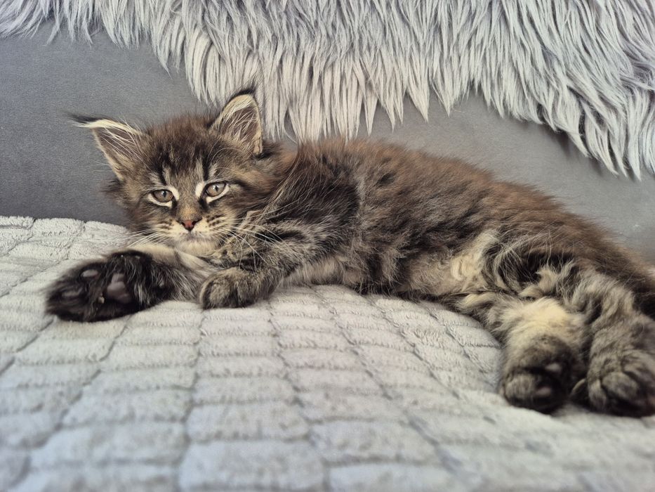 Piękna kotka Maine coon
