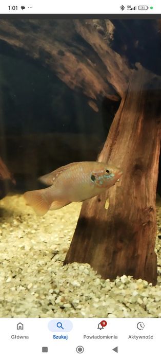 Czerwieniak kongijski