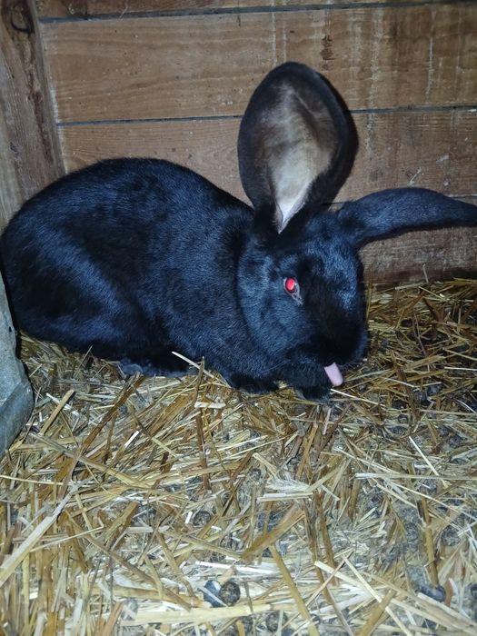 Samica srokacza niemieckiego