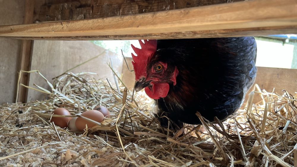 Ovos Caseiros “Ultra Bio” – Galinhas VIC (Very Important Chicken)