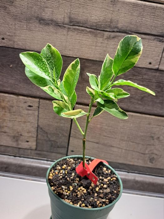 Каламондин варієгатний  (мандарин)