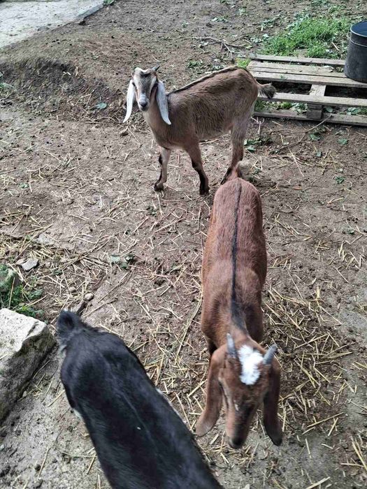 Козенята англо-нубійські