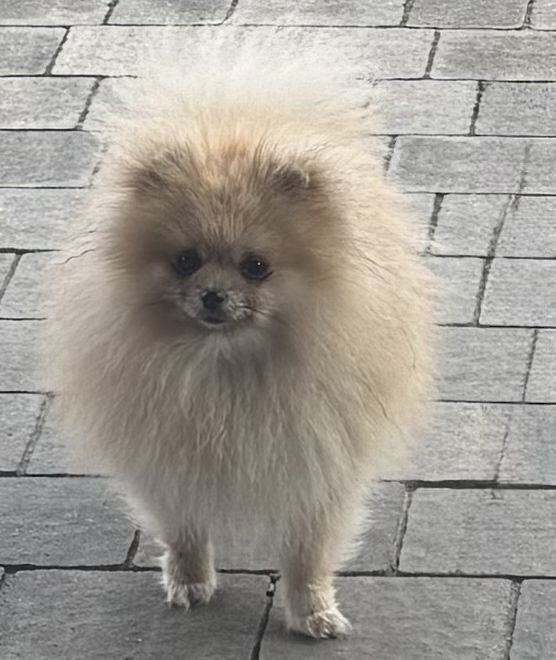 pomeranian szpic miniaturiwy