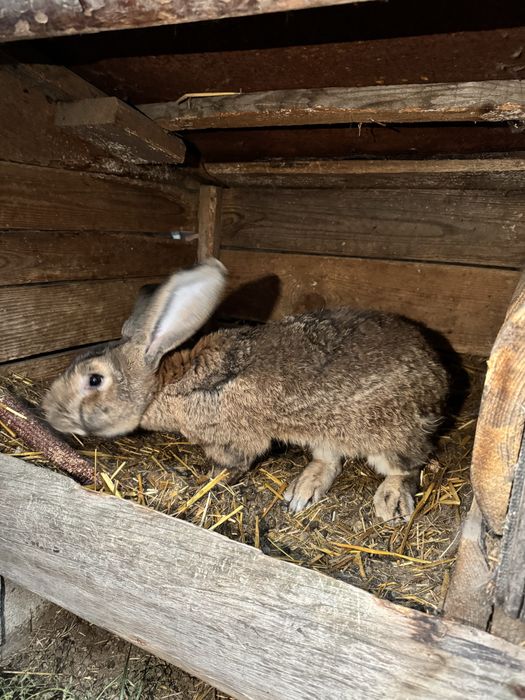 Продам кролів, різних порід