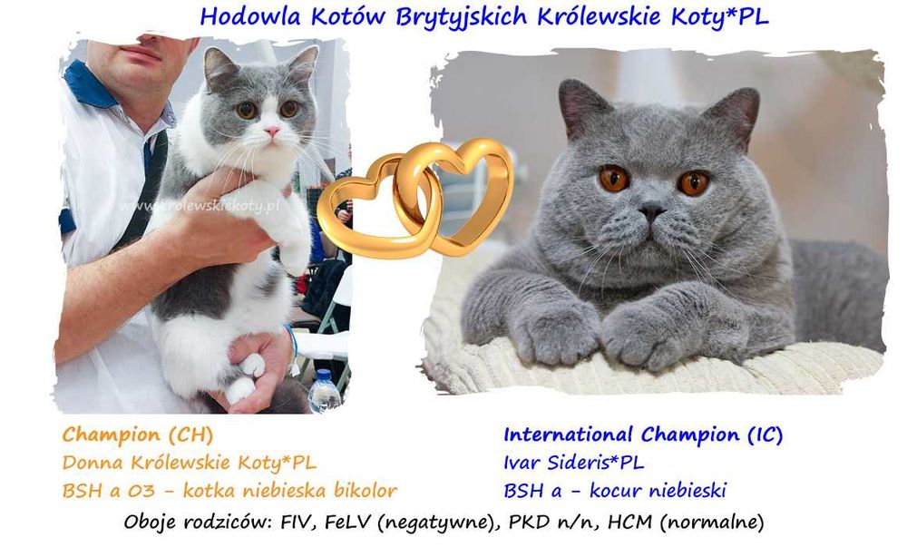Kotka brytyjska długowłosa niebieska, FPL, po Championach
